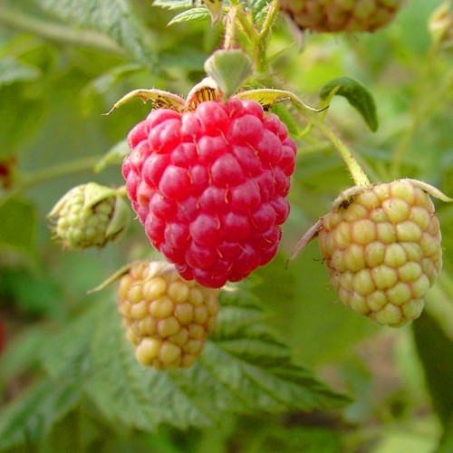 Himbeere willamette früh - himbeere,