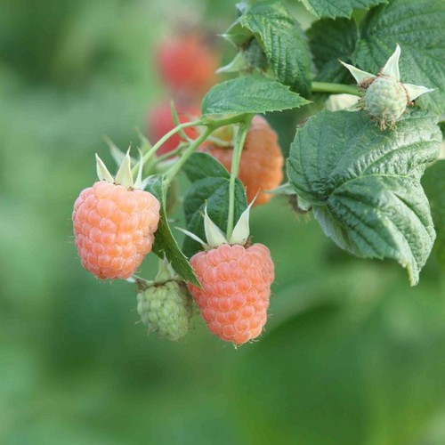 Himbeere valentina rubus - himbeere,