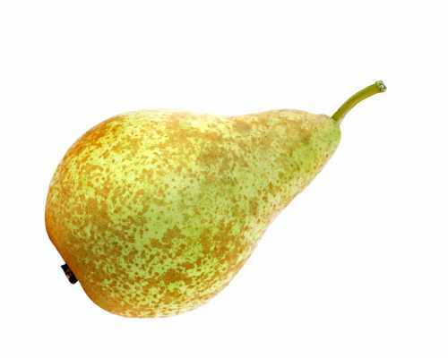 Birnbaum conference pyrus - birnbaum,