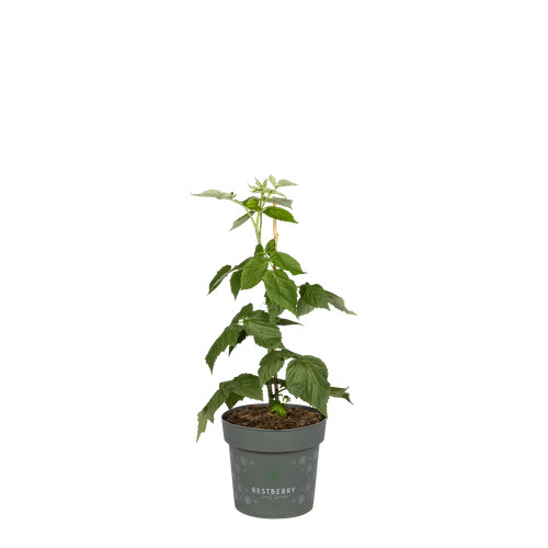 Sallys herbsthimbeere natsu - sallys,