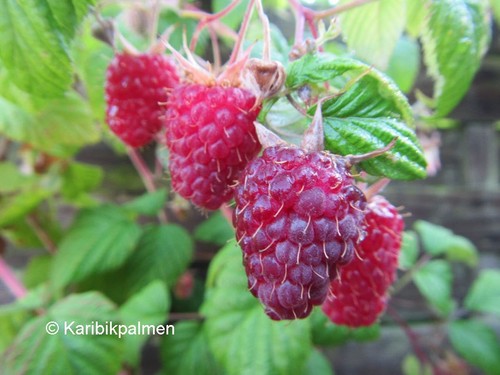 Herbst himbeere purple love - himbeere,