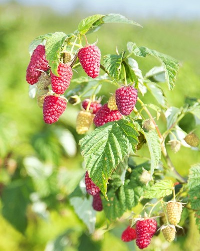 Dornenlose himbeere rubus - dornenlose,