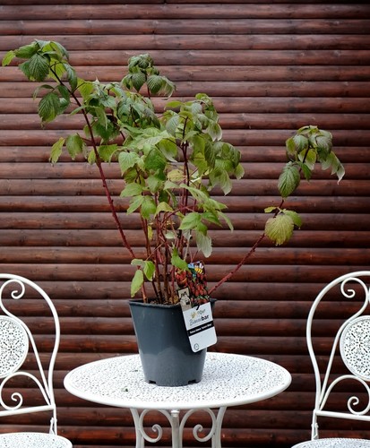 Herbsthimbeere rubus idaeus - herbsthimbeere,