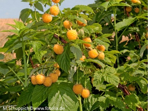 Gelbe herbst himbeere - herbst,