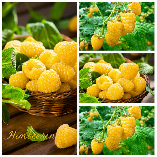 Gelbe herbst himbeere golden - herbst,