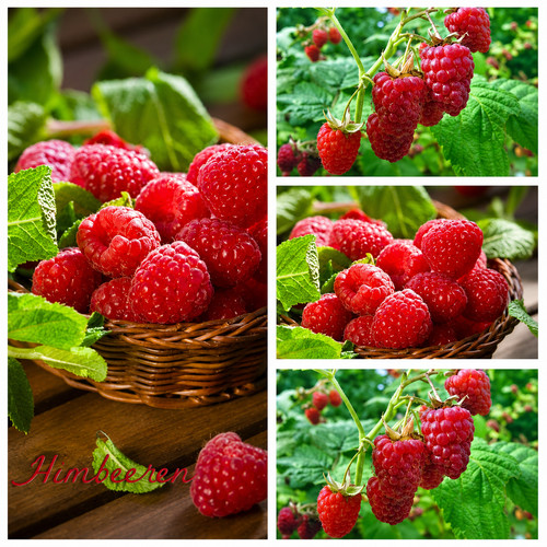 Herbst himbeere himbotop - herbst,